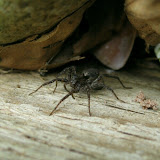 Pardosa sp. - a lady wolf spider
