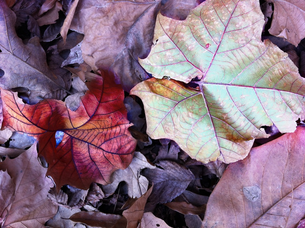 [fallenleaves%255B4%255D.jpg]