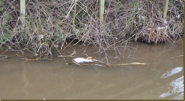 SAM_4950 Dead Duck near Congleton SAM_4950 Dead Duck near Congleton