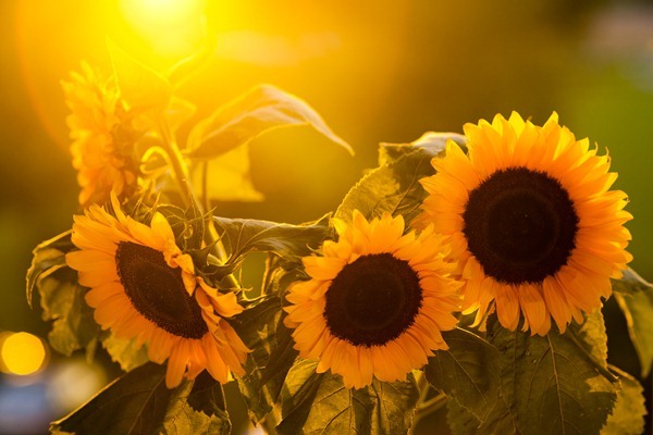 sonnenblume