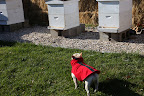 It's a fact that honeybees stop flying when the temperature drops in the winter - 55-degrees to be exact.