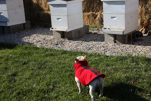It's a fact that honeybees stop flying when the temperature drops in the winter - 55-degrees to be exact.