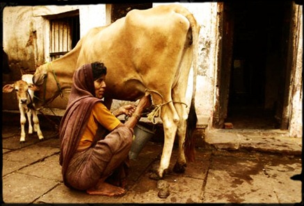 471-A-rural-women-in-Varanasi-milking-the-cow