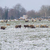 Ingezonden winterfoto's 2011-2012_69.jpg