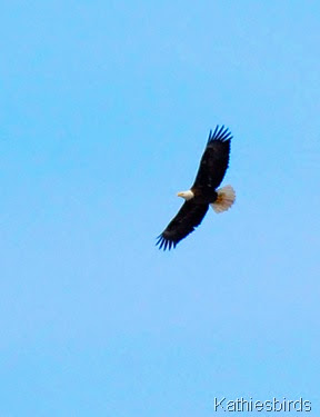 7. Bald eagle-kab