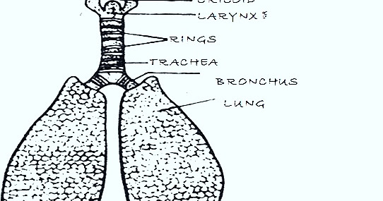 Biozoom Respiration In Birds Reptiles Mammals