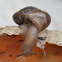 Garden Snail