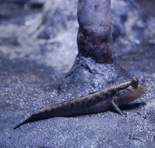 [aquarium28%255B2%255D.jpg]
