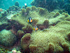  Koh Lipe Resimleri Fotoğrafları