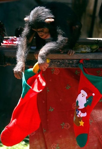 [Cute-Christmas-Creatures-11%255B3%255D.jpg]