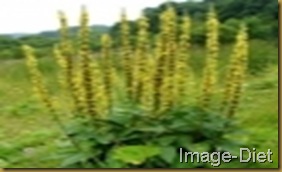 AGRIMONIO AGRIMONIO