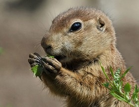 [Prairie-dogs-at-Zoo-Park-01b%255B3%255D.jpg]