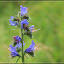  &ndash; fleißige Bienchen