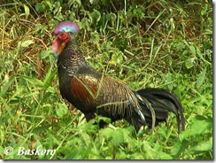 Ayam-hutan-Hijau_Baluran_17 Ayam-hutan-Hijau_Baluran_17