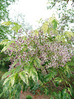 A variegated Chinaberry (Melia azedarach) near the cafe. Most botanical gardens have a little place where you can grab a sandwich, but San Antonio botanic's Carriage House Cafe is worth dining in even if you don't have time to visit the whole garden. It was delicious!