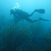  Scuba Dive Buck Island Reef