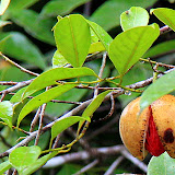 A Nutmeg Ready For Harvest - St. George's, Grenada