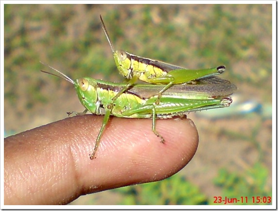 foto belalang kawin_Oxya chinensis mating