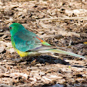 Red-rumped Parrot