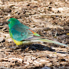 Red-rumped Parrot
