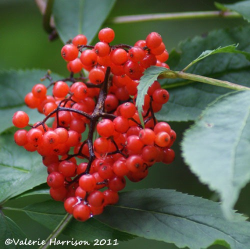 [11-Red-Elderberry-Sambucus-racemosa%255B2%255D.jpg]