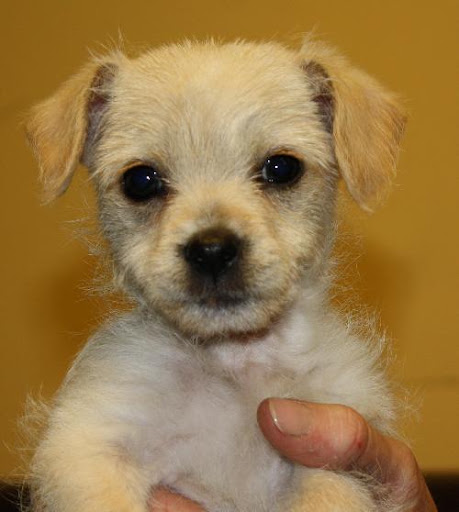 Joni is from BARK Avenue Foundation in Los Angeles. To learn more about Joni, click on the link to the shelter below.