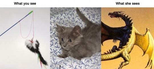 [what-you-see-animals-3c60eb%255B2%255D.jpg]