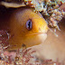 Dwarf Moray - Photo (c) DavidR.808, some rights reserved (CC BY-NC-SA)