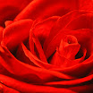 PC041134 - red rose.JPG