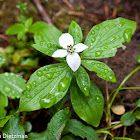 Bunchberry