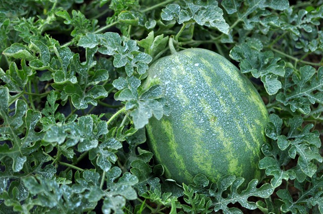 [watermelon%2520sunscreen%2520snow%2520%252821%2529%255B3%255D.jpg]