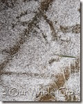 ice crystals pine needle winter solstice