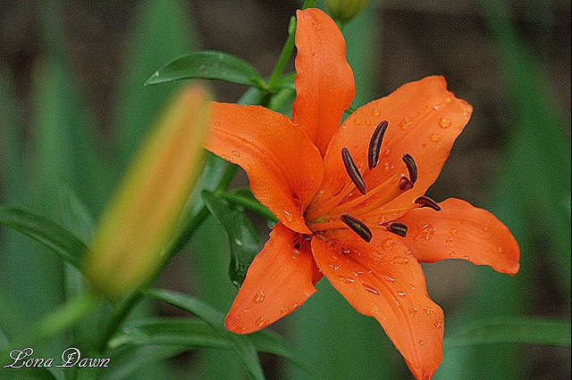 [Lily_Orange%255B9%255D.jpg]