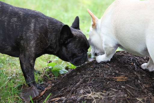 Sharkey, do you smell something...familiar here?  No, it's not truffles, but wait - I know what it is!