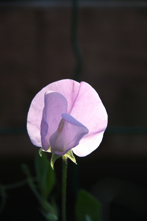 [lathyrus.%255B5%255D.jpg]
