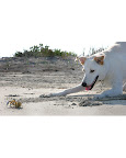 Dog and cats are naturally curious about smaller moving objects!  But they can be trained not to pounce.