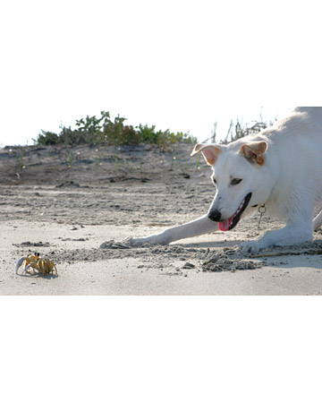 Dog and cats are naturally curious about smaller moving objects!  But they can be trained not to pounce.
