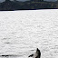 A Dolphin Provides Us With A Water Show - Bay Of Islands, New Zealand