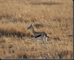 October 20, 2012 Thompson's Gazelle