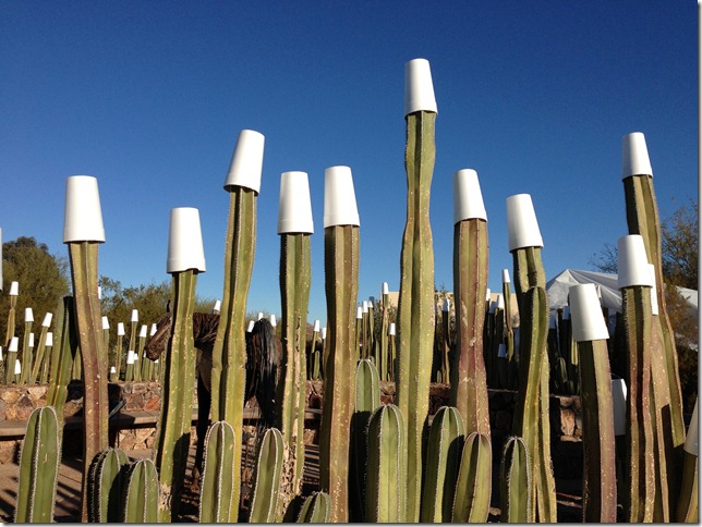 Fencepost cactus and cups 1-2-2013 8-59-03 AM 3264x2448