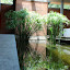The pond