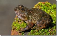 DANIEL'S NIGHT FROG- Nyctibatrachus danieli DANIEL'S NIGHT FROG- Nyctibatrachus danieli