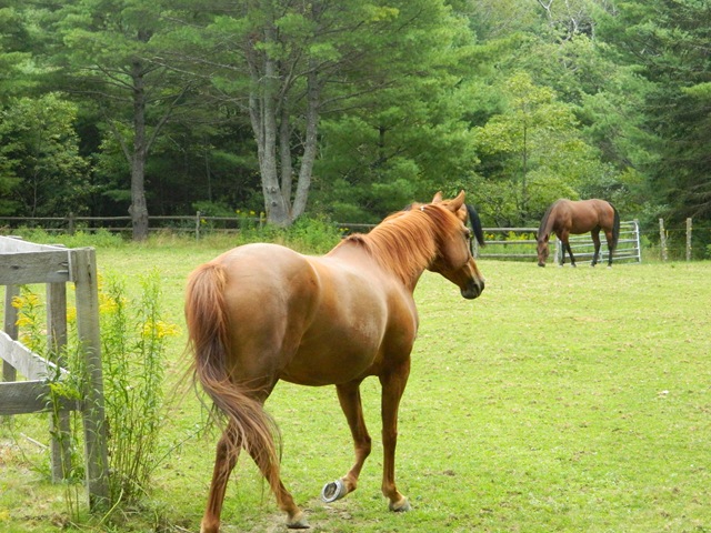 [horses%252C%2520Dylan%252C%2520Taylor%252C%2520Grammie%2520047%255B3%255D.jpg]
