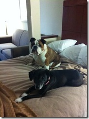 if you snore, i knock you off bed IMG_3293