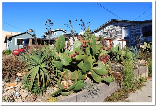 121028_SantaCruz_succulenthouse1