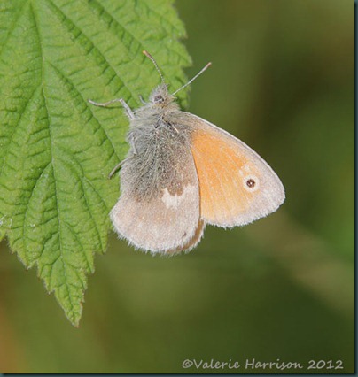 33-small-heath