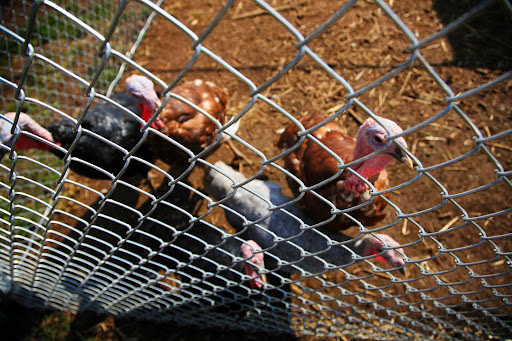 A group of turkeys await their food. (Photo credit: Alex Crowder)