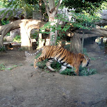 tiger at ueno zoo in Ueno, Tokyo, Japan