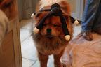 Hey girls, don't forget to pack me a toy or two so I have something to play with!