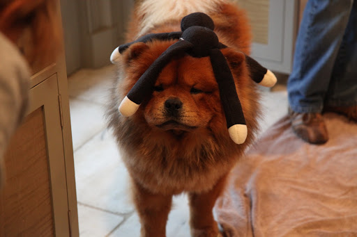 Hey girls, don't forget to pack me a toy or two so I have something to play with!